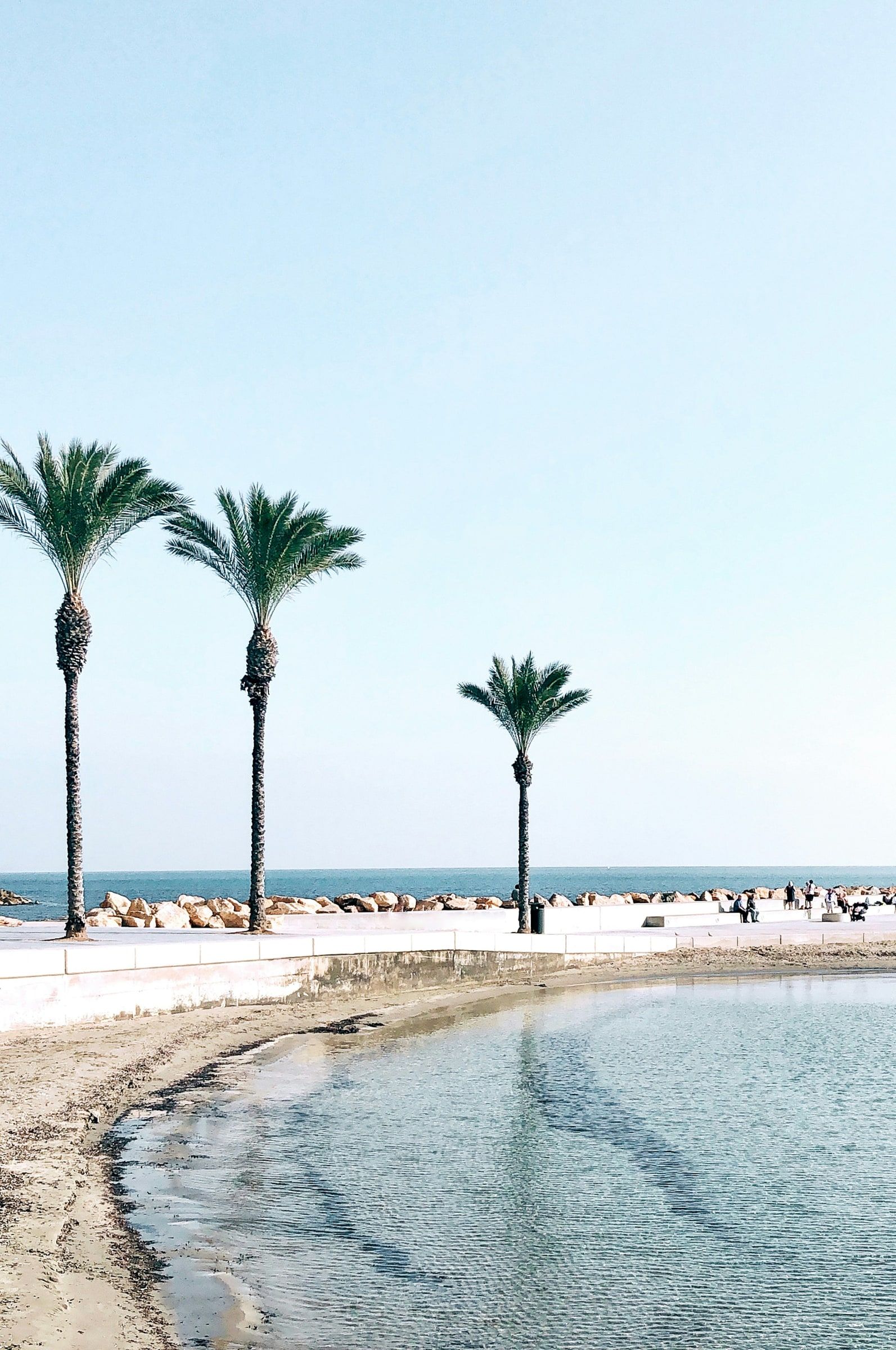 Palmeras junto al mar en el paseo de Torrevieja